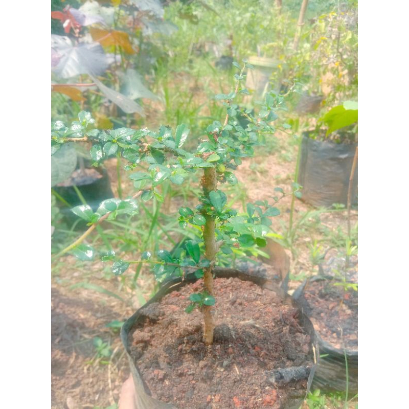 bibit Hokiantea mikro buah / arcia