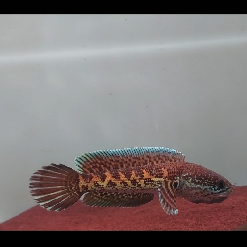 

STICKER AURANTI 18-20cm