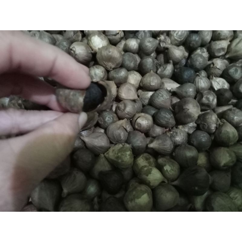 

bawang Lanang hitam 250 gram ukuran besar