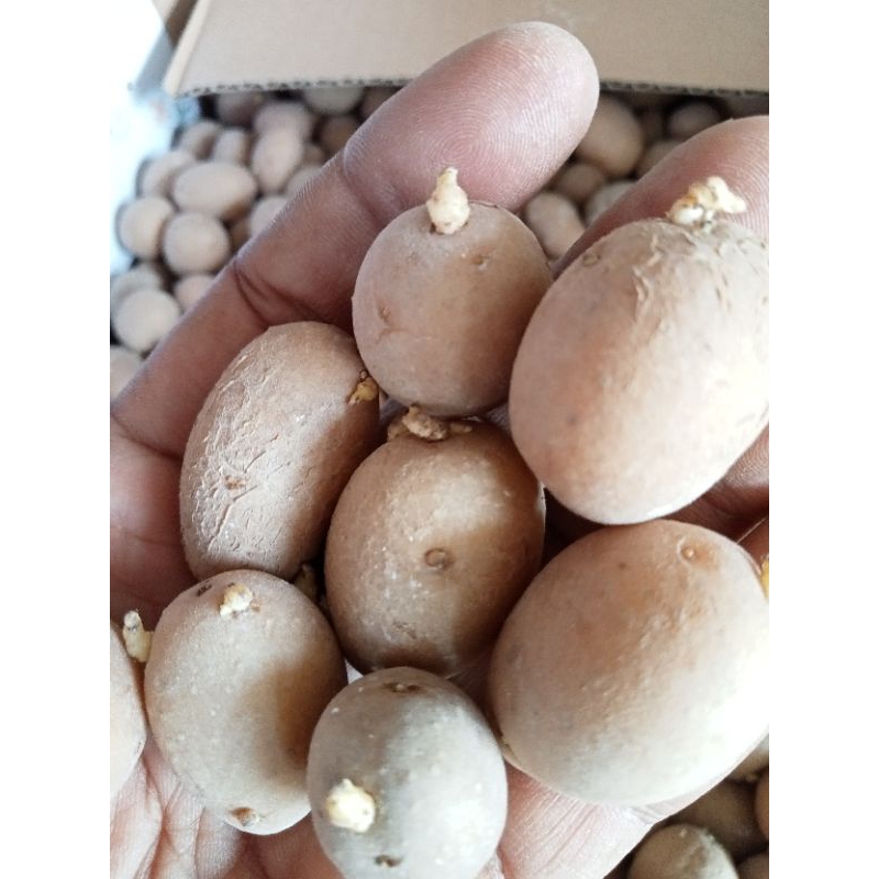 g-0 verietas Granola l