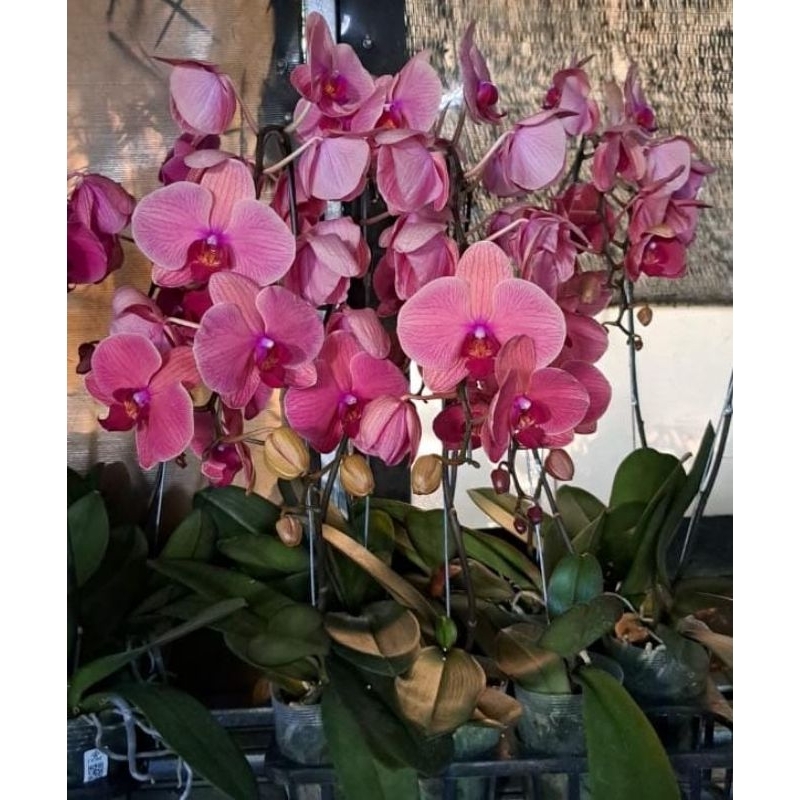 anggrek bulan pasca bunga