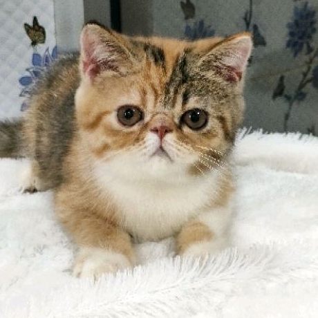 kitten exo peaknose betina non ped