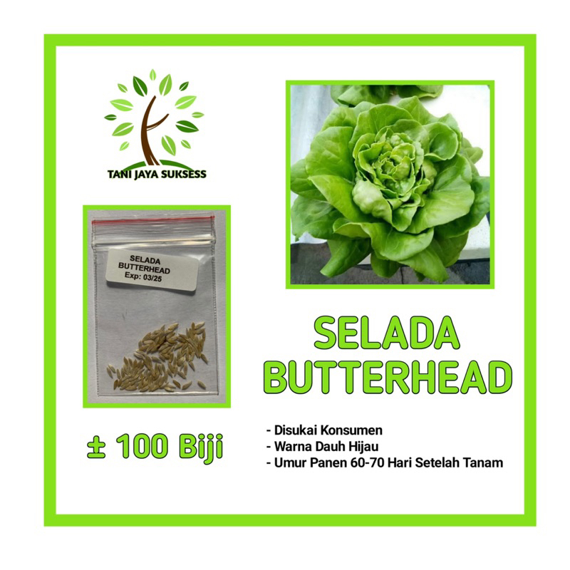 50 Benih Selada Butterhead Benih Selada Butterhead Unggul Berkualitas Bibit Selada Butterhead Bibit 