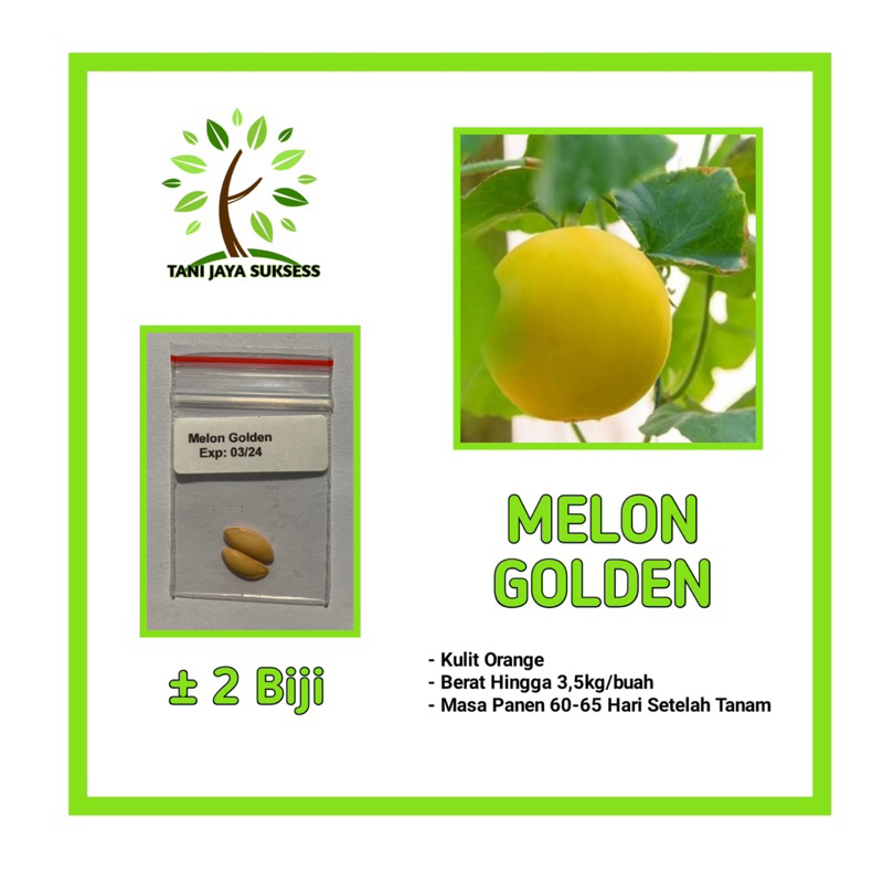 2 Benih Melon Golden Benih Buah Melon Golden Unggul Berkualitas