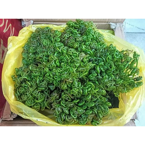 

Sayur Pakis 1 Ikat