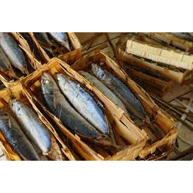 

Ikan Cuwe