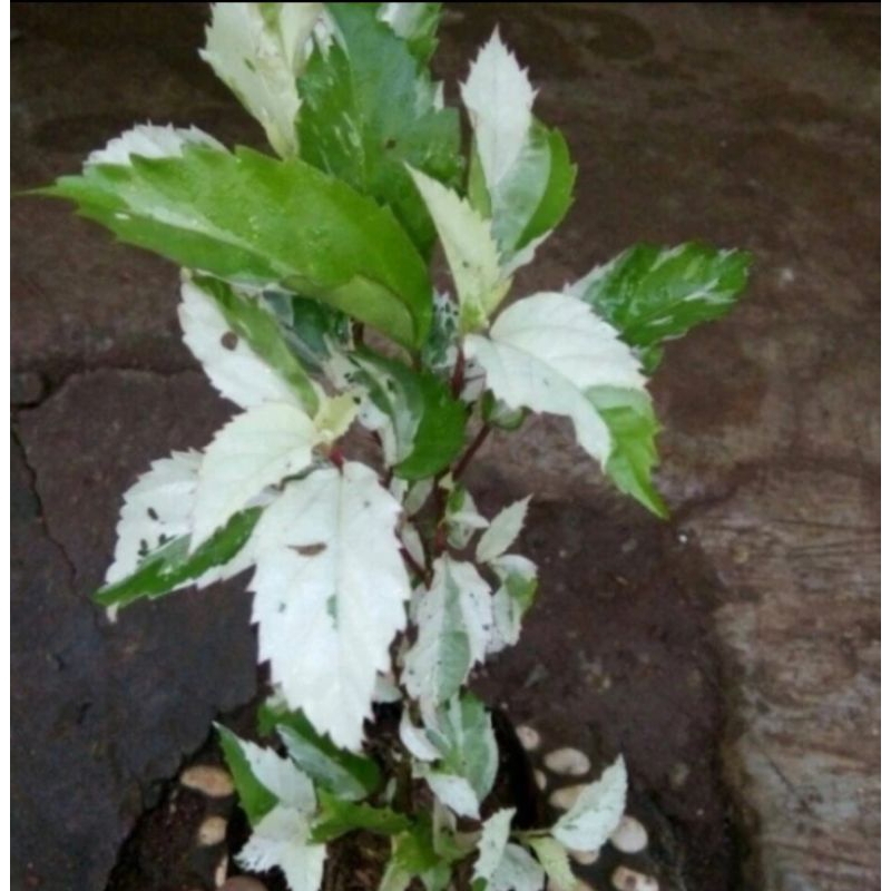 bibit pohon kembang sepatu variegata