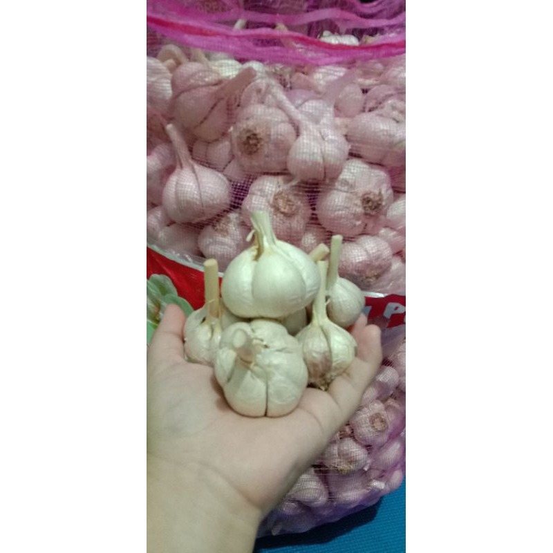 

Bawang Putih Kating | Bawang Putih Kating 1kg | Bawang Putih