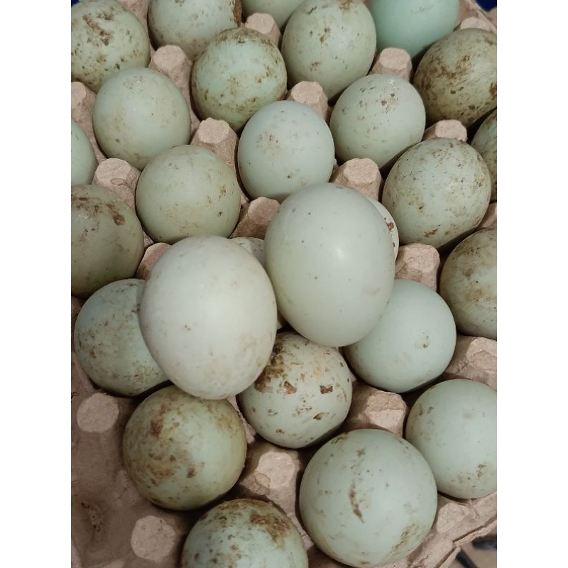 

TELUR BEBEK HIJAU FRESH PREMIUM PER PAPAN