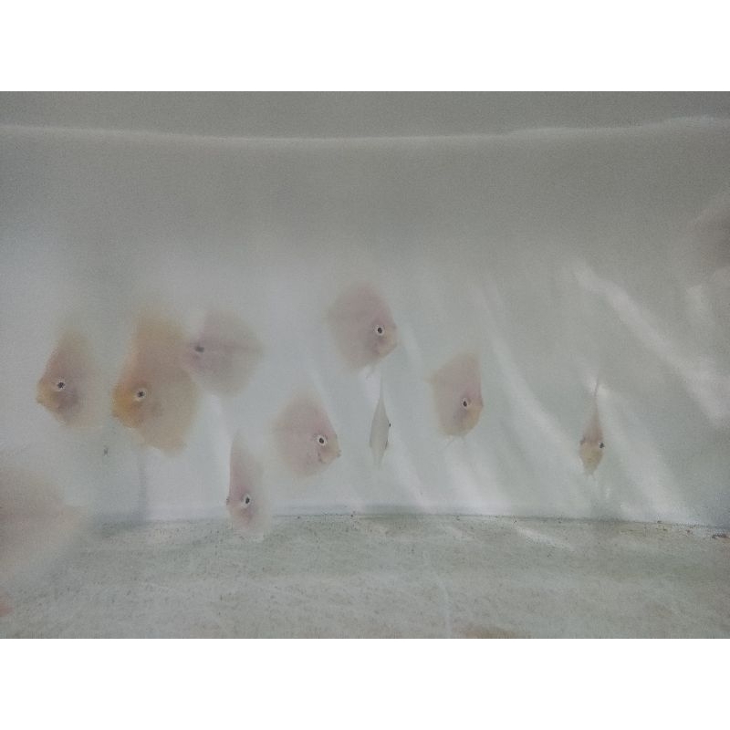 IKAN DISCUS WHITE DIAMOND SIZE 2"