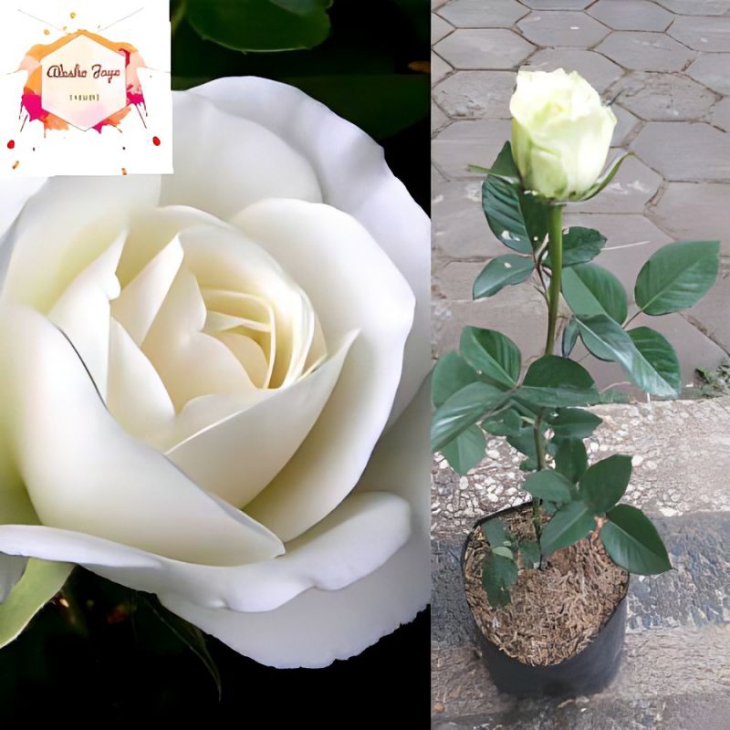 Bunga Mawar Putih Holland