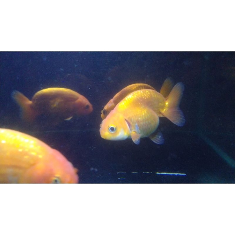 Ranchu