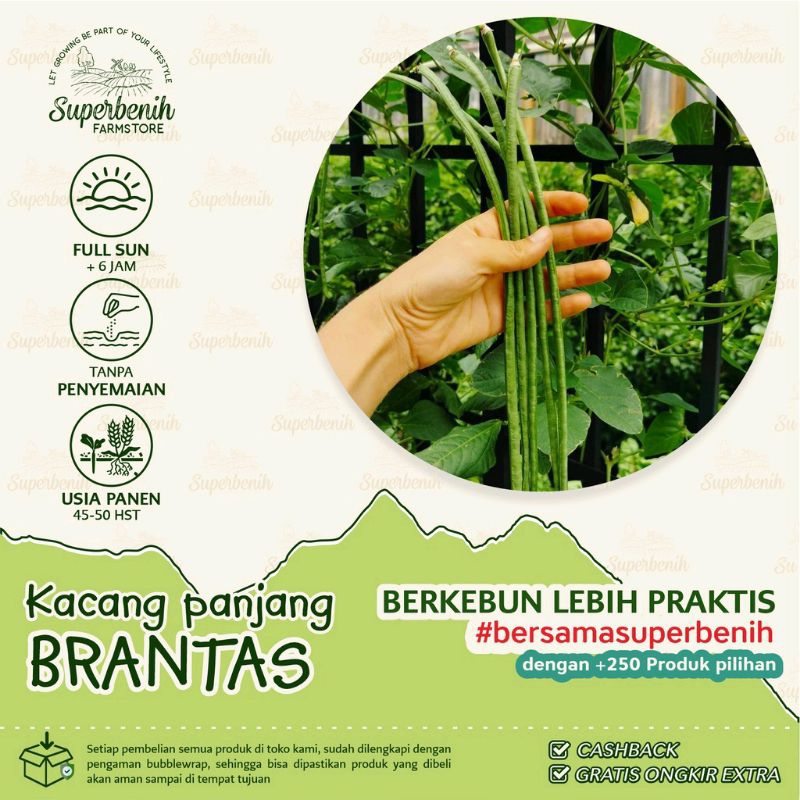 20 Biji - Benih Kacang Panjang BRANTAS, lebih tahan virus (MOGESA)