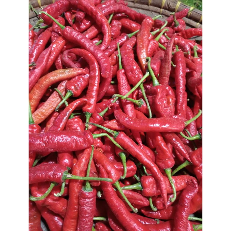 

cabe tanjung