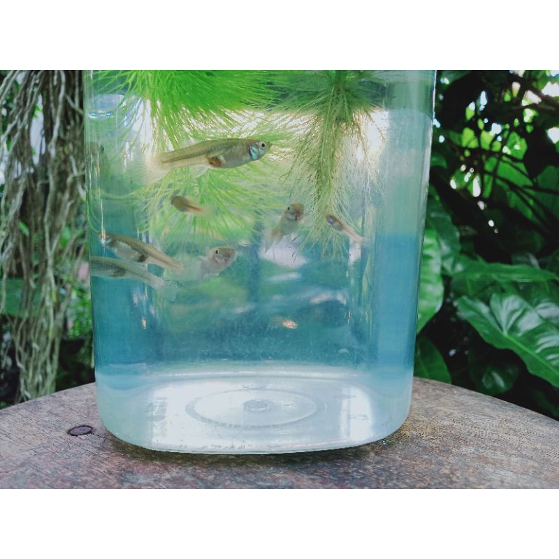 

ikan cere / ikan sungai