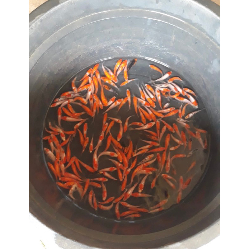 

BIBIT IKAN KOI 7-10 CM