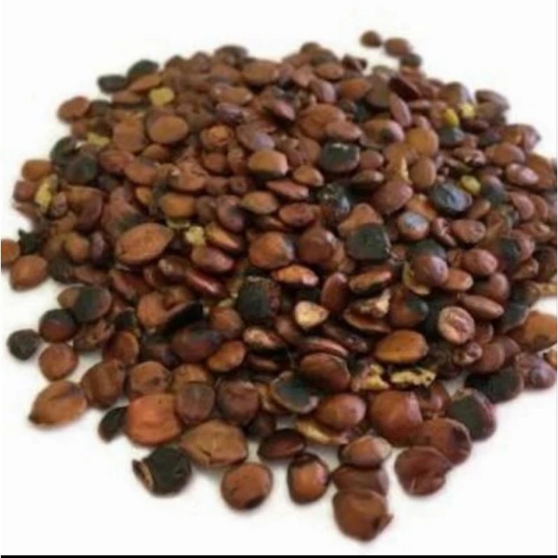 

10 G 50 GR 100 GRAM 炒酸枣仁 熟枣仁 CHAO SUAN ZAO REN PREPARED HEATED SEMEN ZIZYPHI SPINOSAE JUJUBE SEED