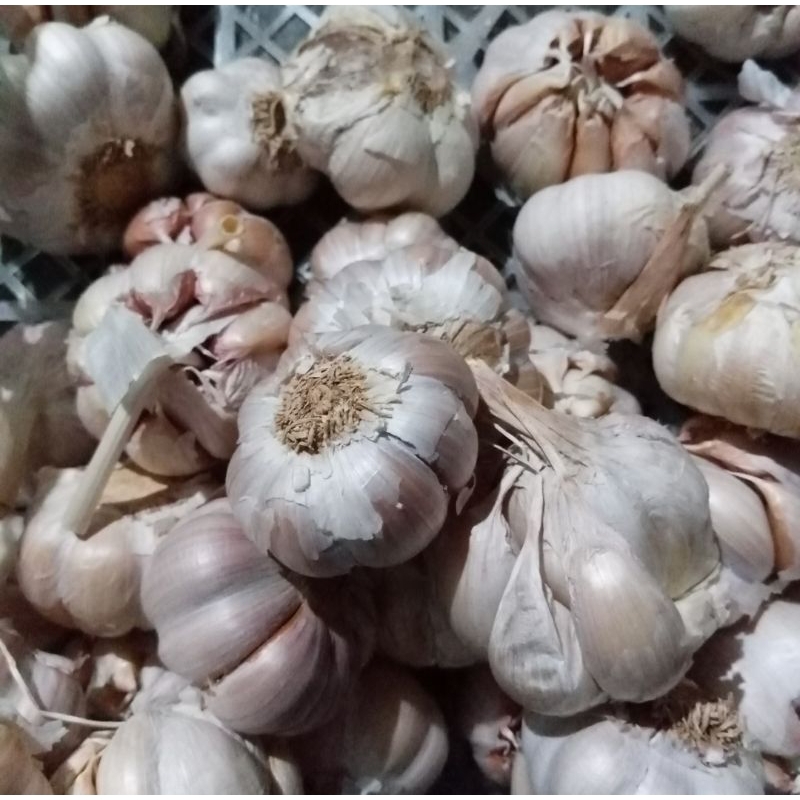 

Bawang Putih 1kg
