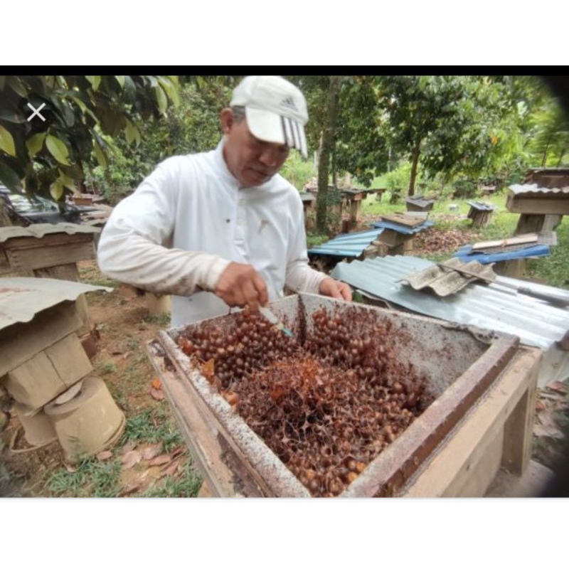 

MADU ASLI KLANCENG 250ML FRESH MURNI 100% KELULUT TRIGONA ALAM