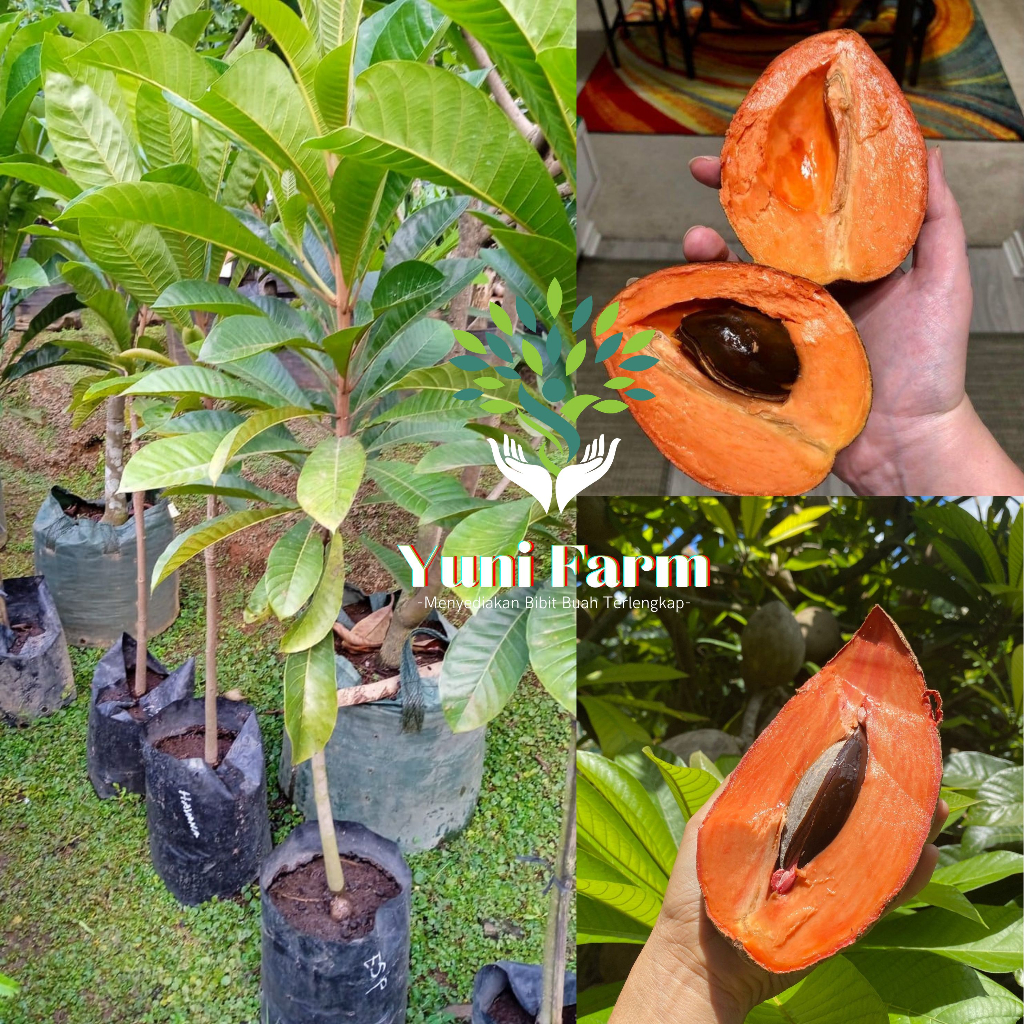 Bibit Buah Sawo Mame Sapote (Jenis : Loreto, Havana, Esp) 1 Meter