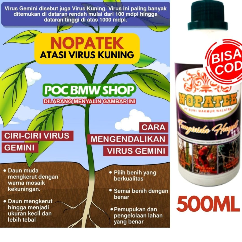 Nopatek Fungisida Hayati Obat virus kuning gemini Hama Penyakit Patek pada Cabe, Cabai Rawit dan Tan