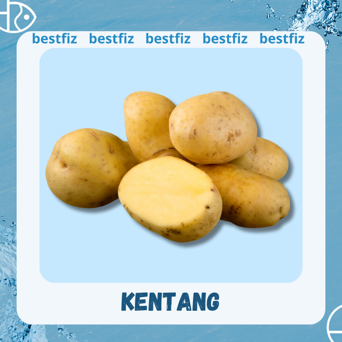

Kentang Sedang