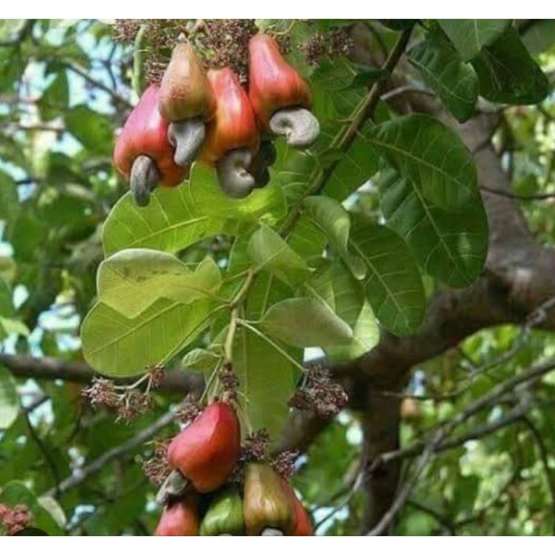 

Daun jambu mente tua asli organik berat 100g untuk obat herbal