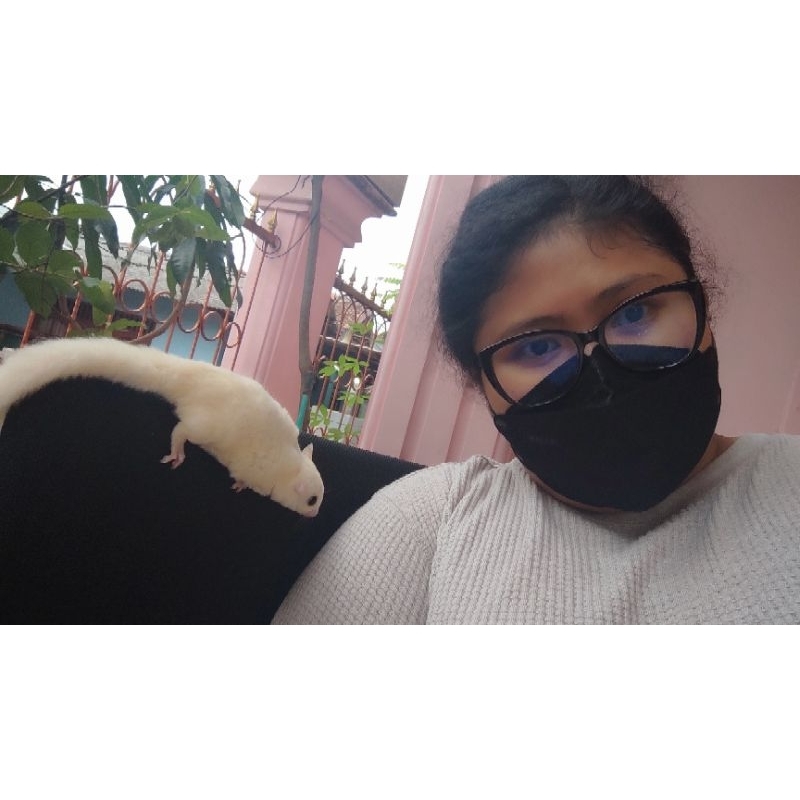 Sugar Glider Leucistic (Female/Betina)