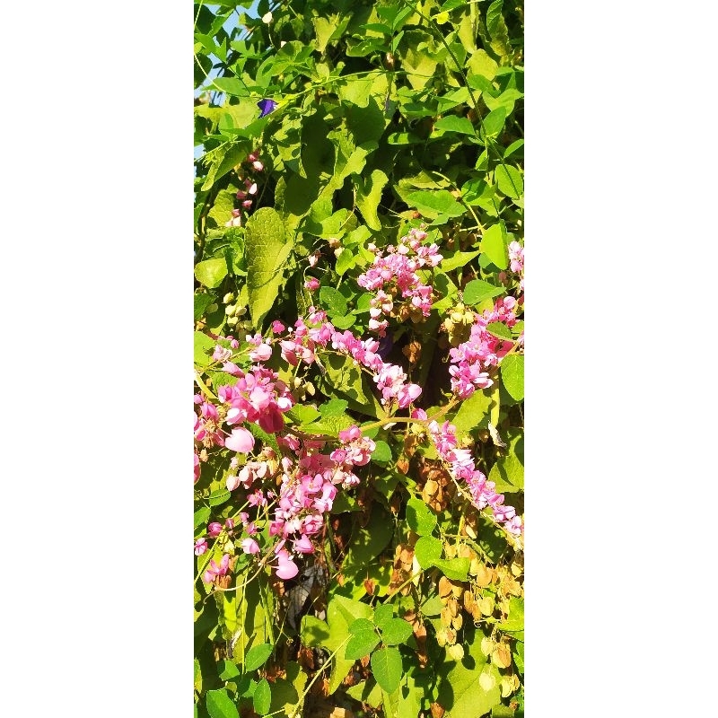 Biji Bunga Air Mata Pengantin