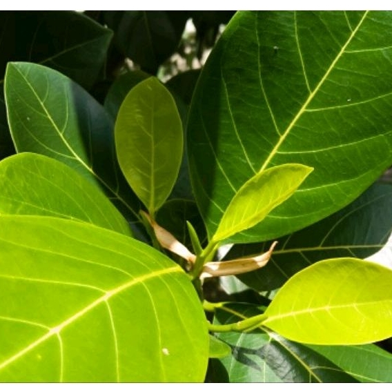 

100gram daun nangka segar