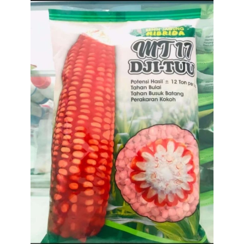 

Jagung MT 17 DJI-TUU