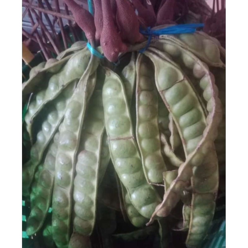 

15papan petai / pete lalapan manis