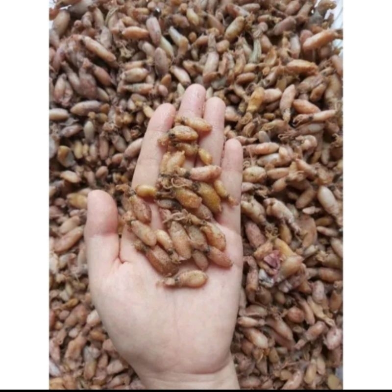 

Baby Cumi Premium Tanggung 1kg
