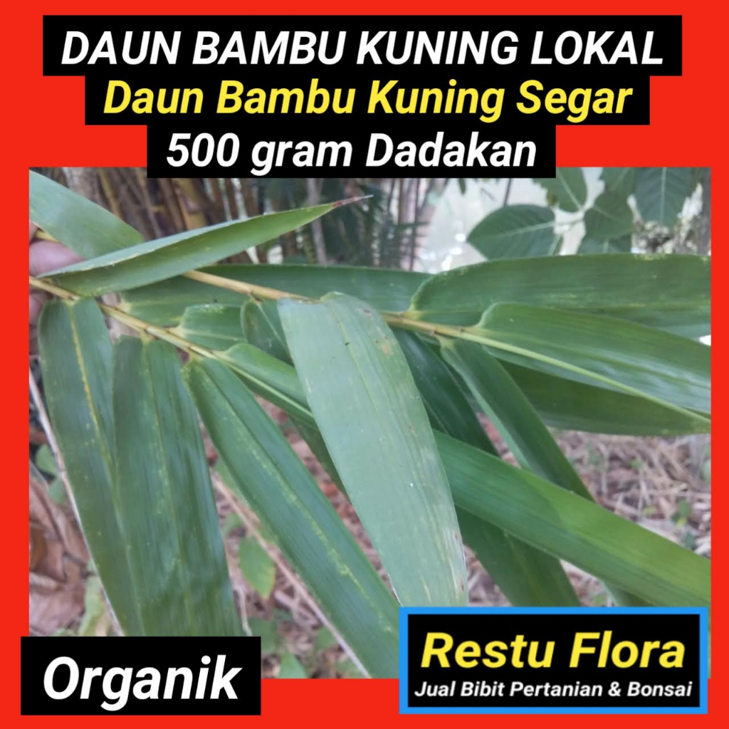 

Daun BAMBU KUNING LOKAL, Segar Organik 500gram