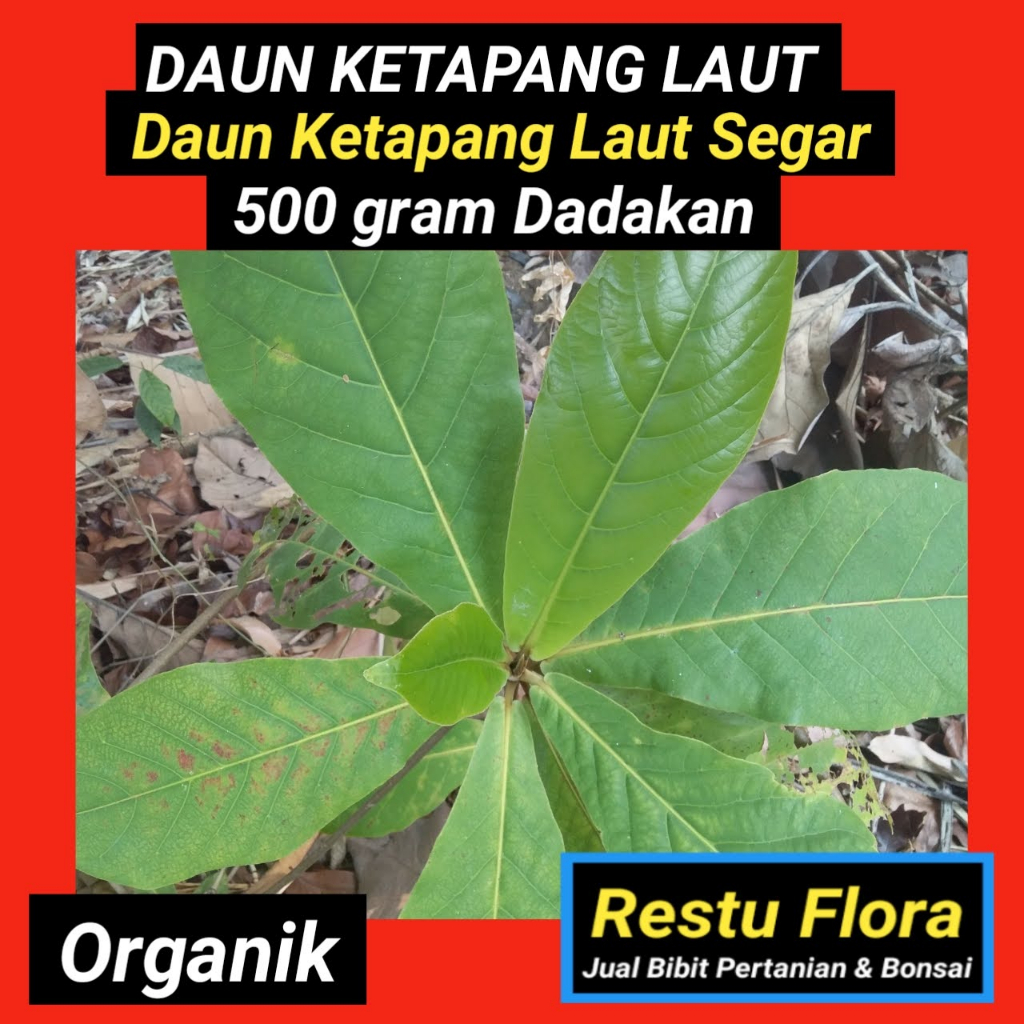 

Daun KETAPANG LAUT Segar Organik 500gram