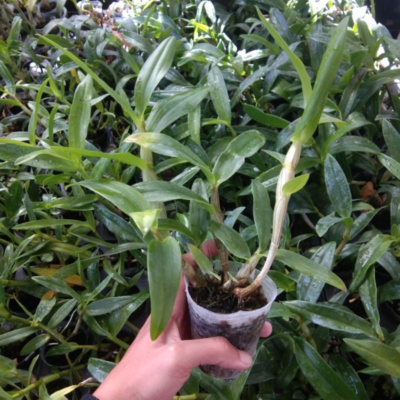 anggrek dendrobium kondisi remaja ID D. Bantimurung x D. Spectabile