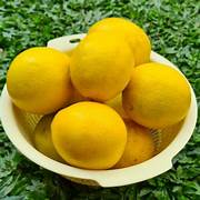 

LEMON KUNING BESAR | LEMON IMPORT per 500gr