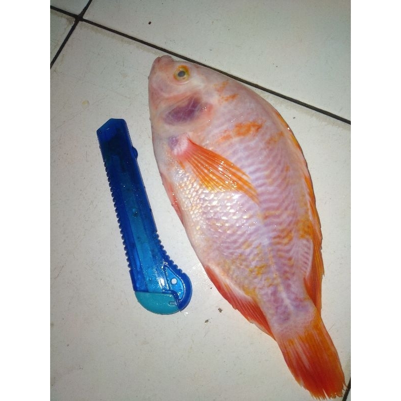 

Ikan Nila Merah 1Kg Ikan Segar Fresh Frozen BERGARANSI