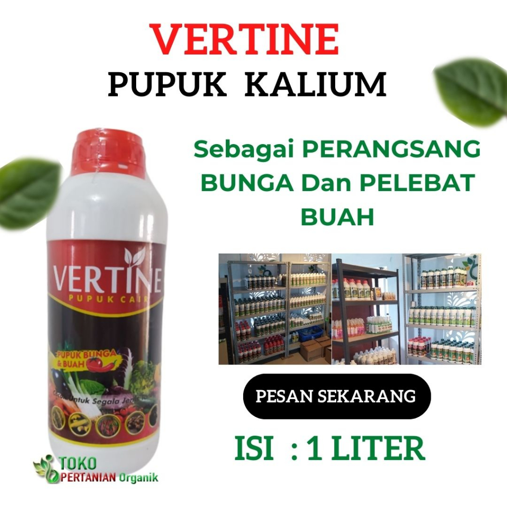 PUPUK cengkeh baru tanam, Nutrisi Pohon Cengkeh panen melimpah