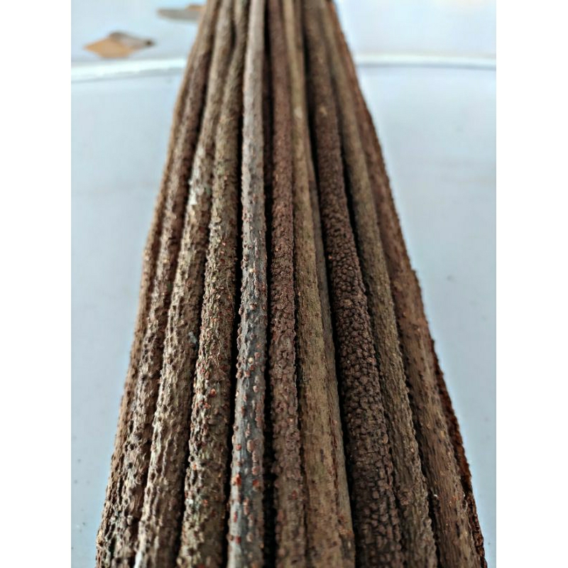 TANGKRINGAN KONIN SOGON PLECI ASEM BALI 45CM