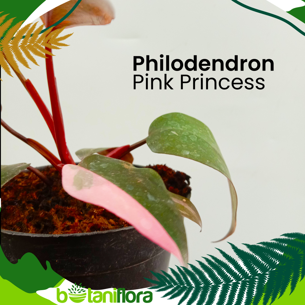 Philodendron Pink Princess Original / Philo Pink Princes