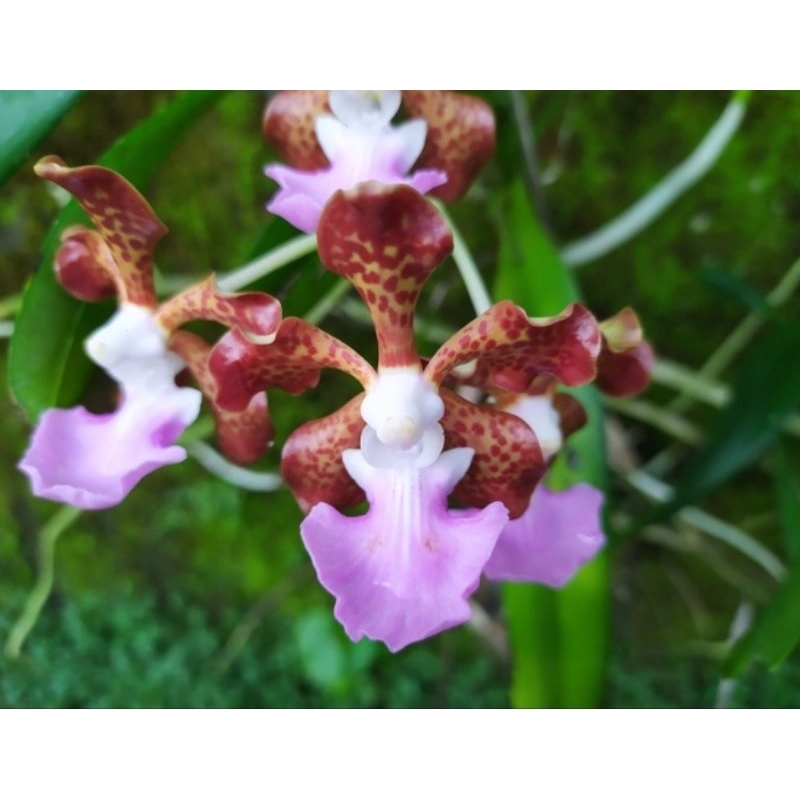 anggrek vanda insignis (vanda spesies wangi)