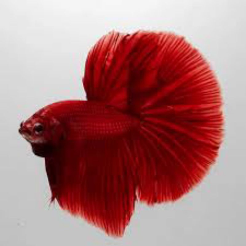 cupang halfmoon super red size L