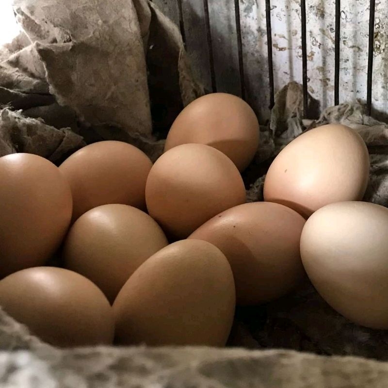 

telur tetas ayam shamo besar