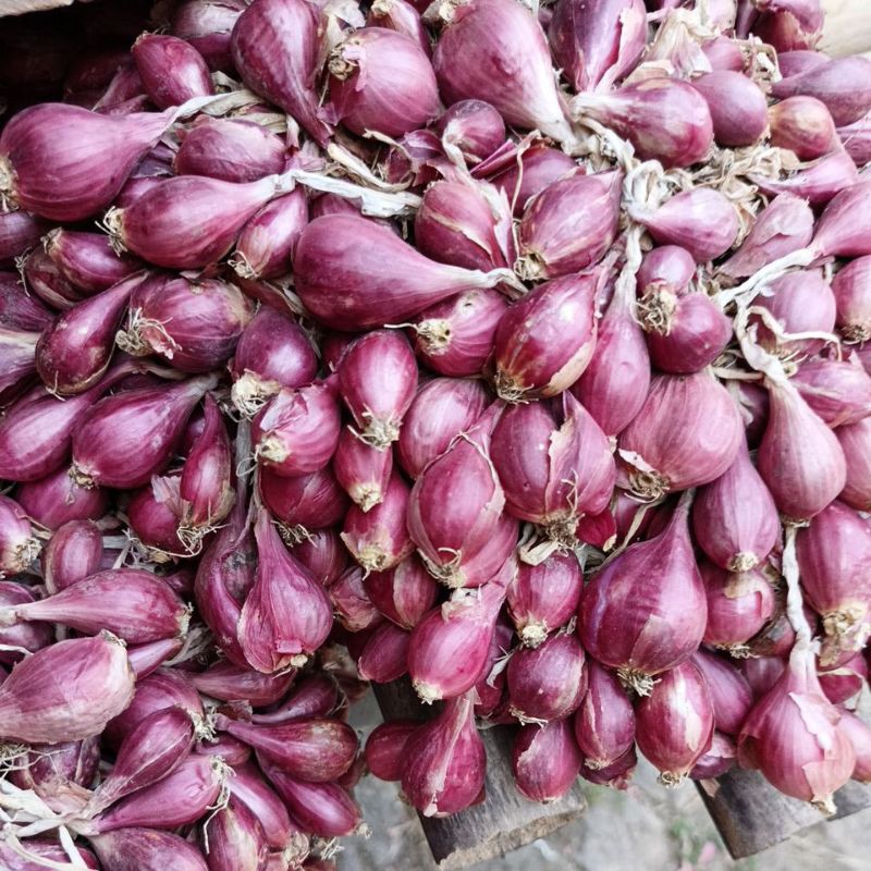 

bawangmerah