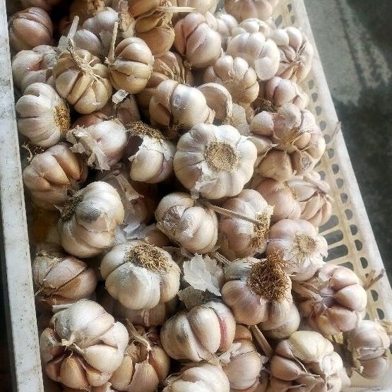 

bawang putih