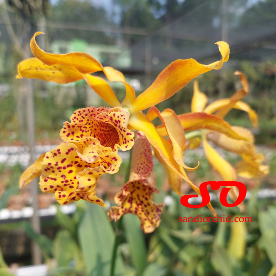 [ DEWASA ] Myrmecatavola Frances Fox - Anggrek Unik dengan Tangkai Bunga Ajaib