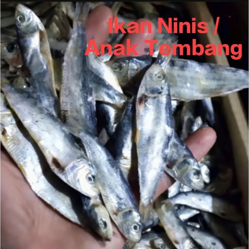 

Ikan Asin Japuh Siro atau Lemuru