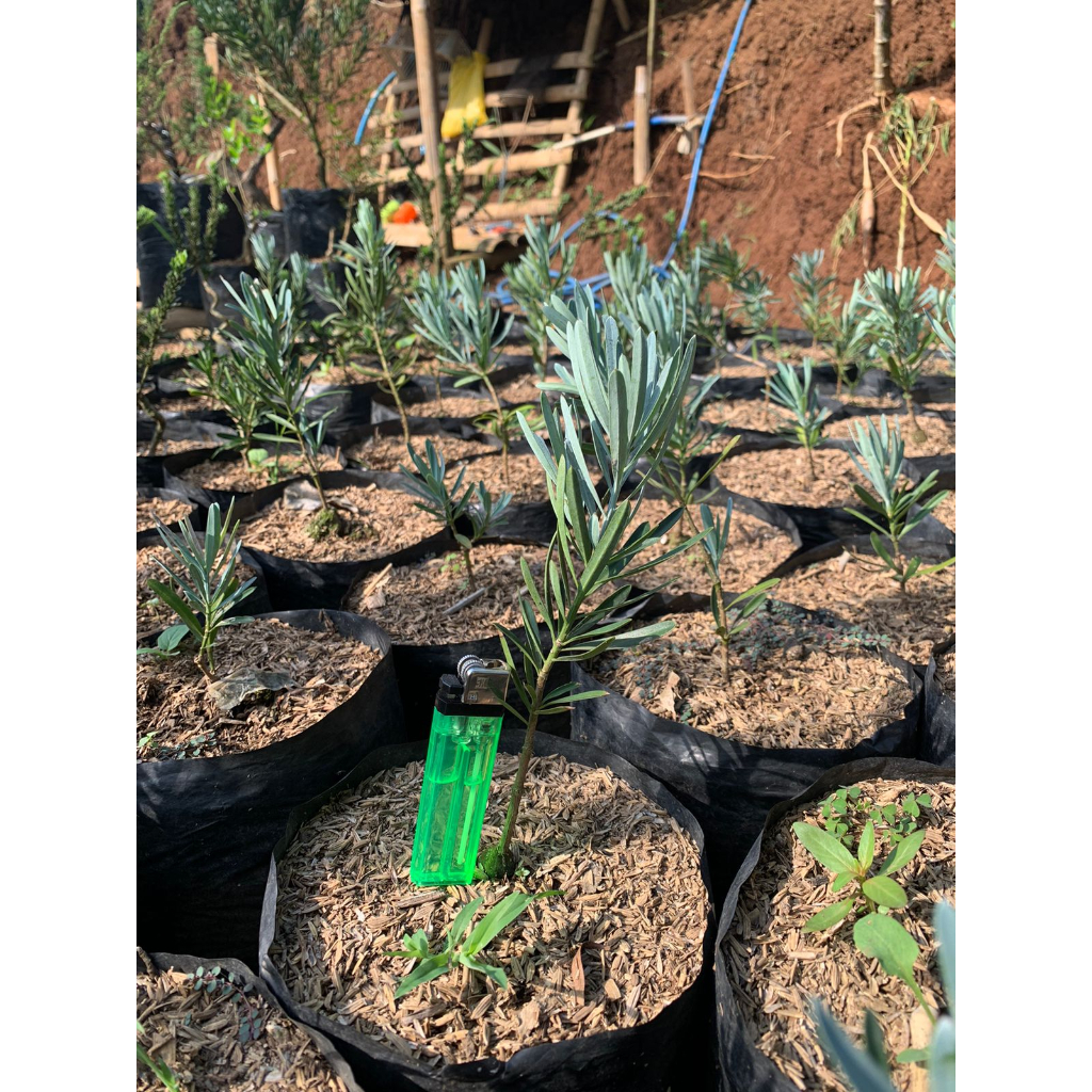 Bibitan Lohansung Blue Ice 100% ORI//Lohansung Daun Biru 100% ORI//Lohansun Silver