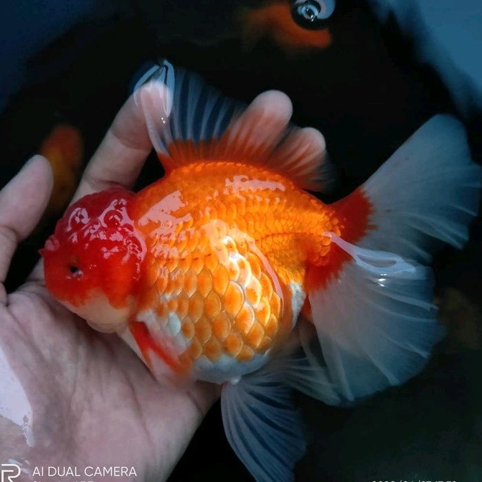 Ikan Mas koki Oranda rosetail / ikan hias aquarium
